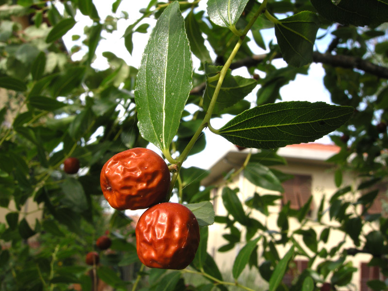 Ziziphus jujuba / Giuggiolo comune